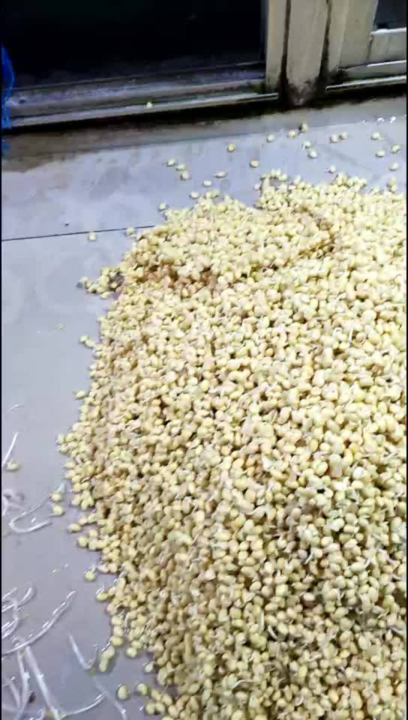 豆瓣