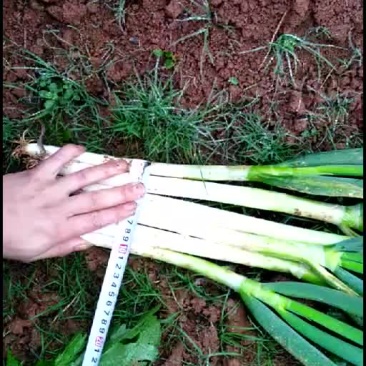 铁杆大葱