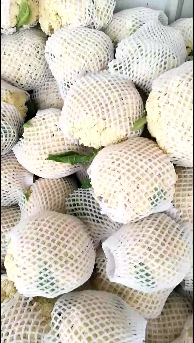 松花菜