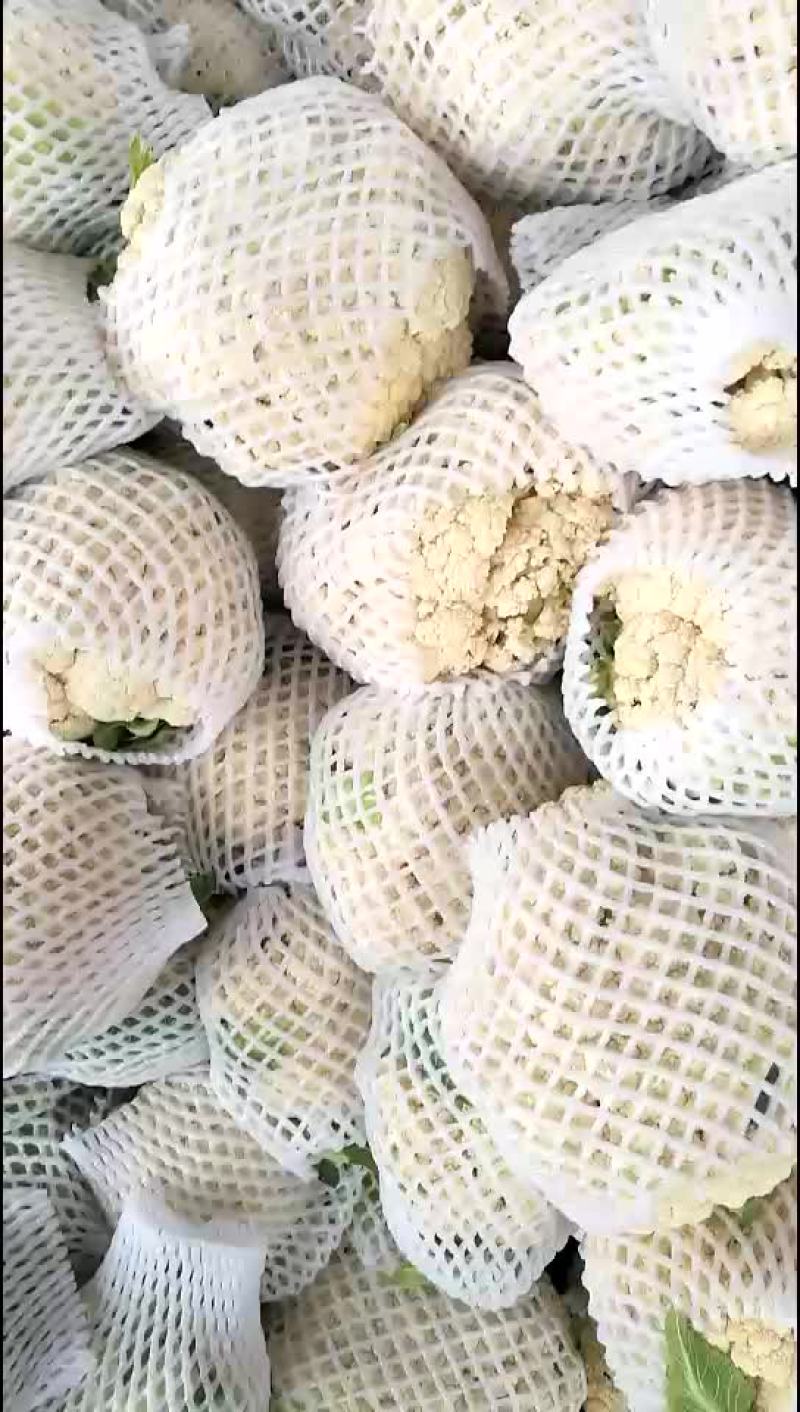 松花菜