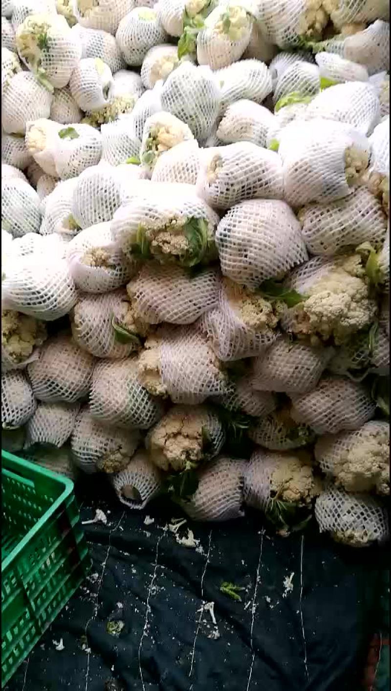 松花菜