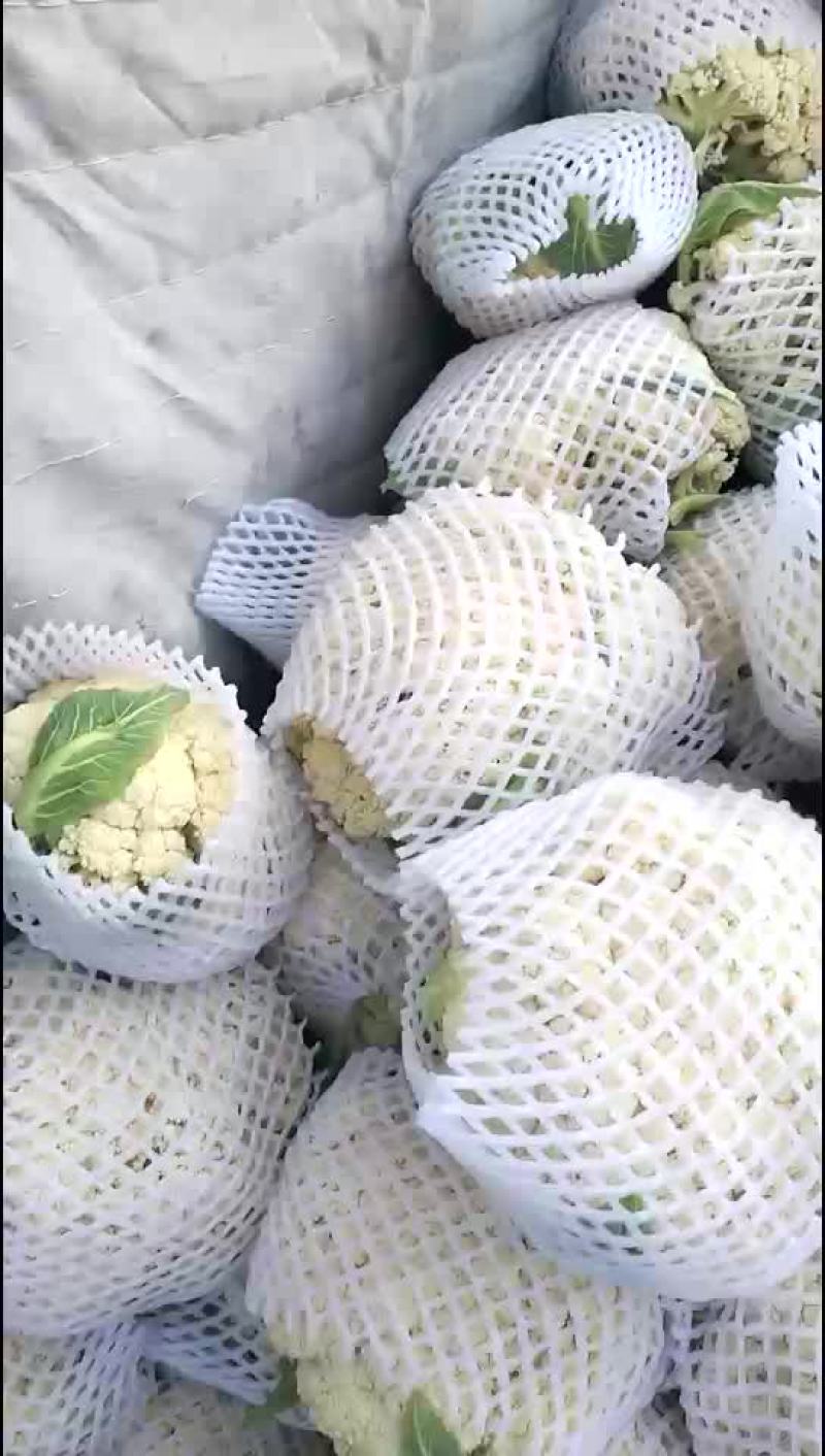 松花菜