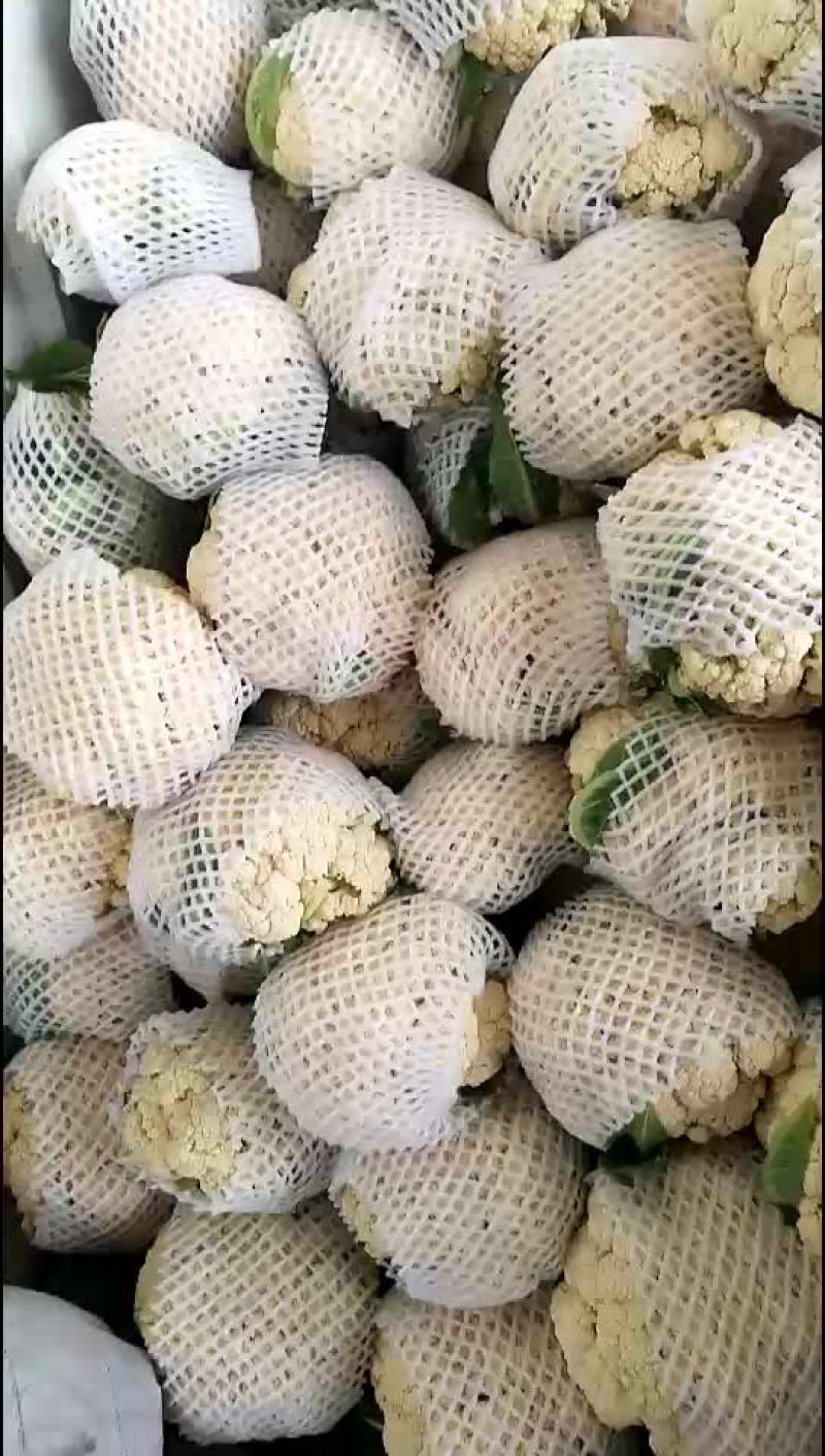 松花菜