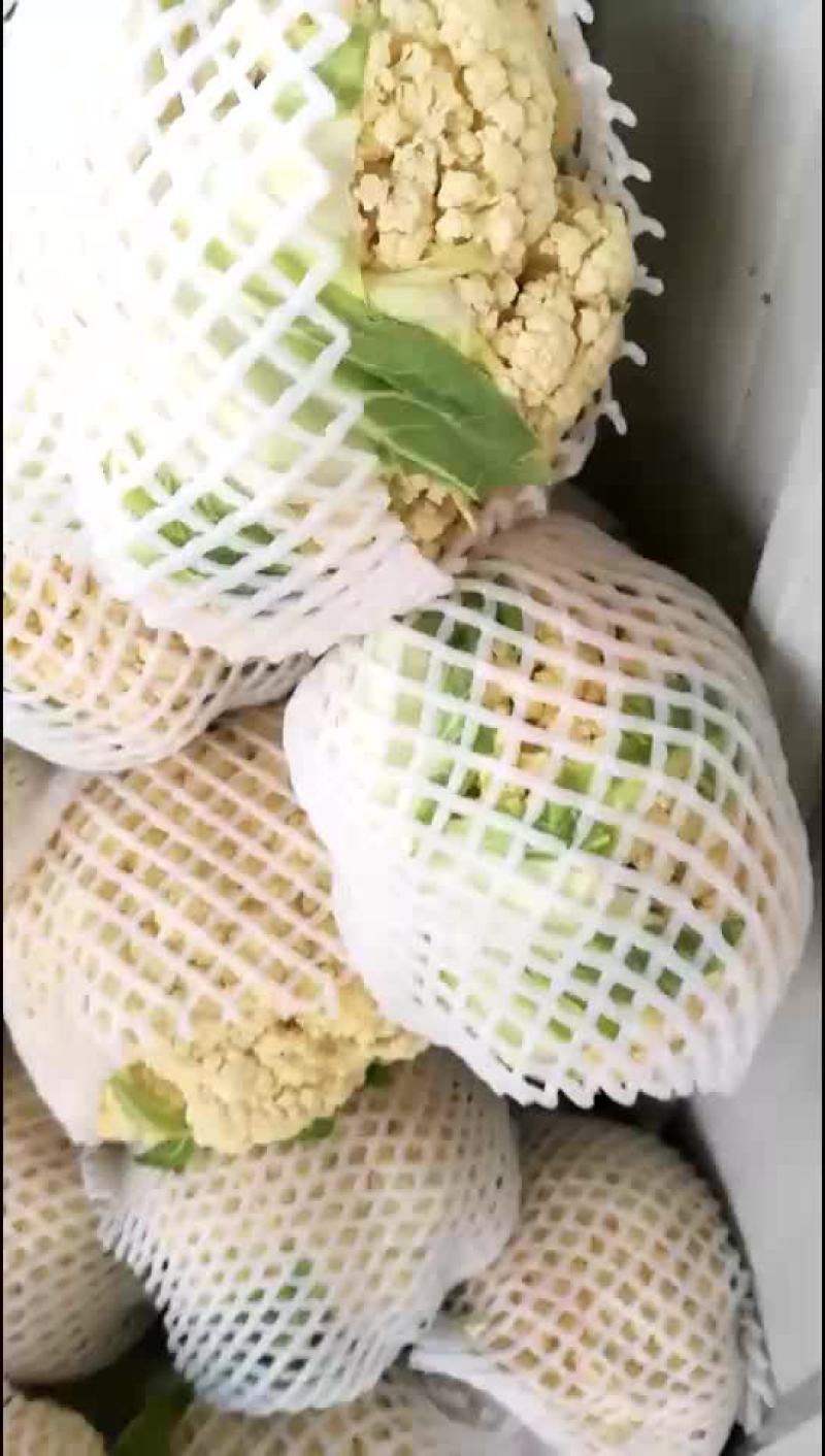松花菜