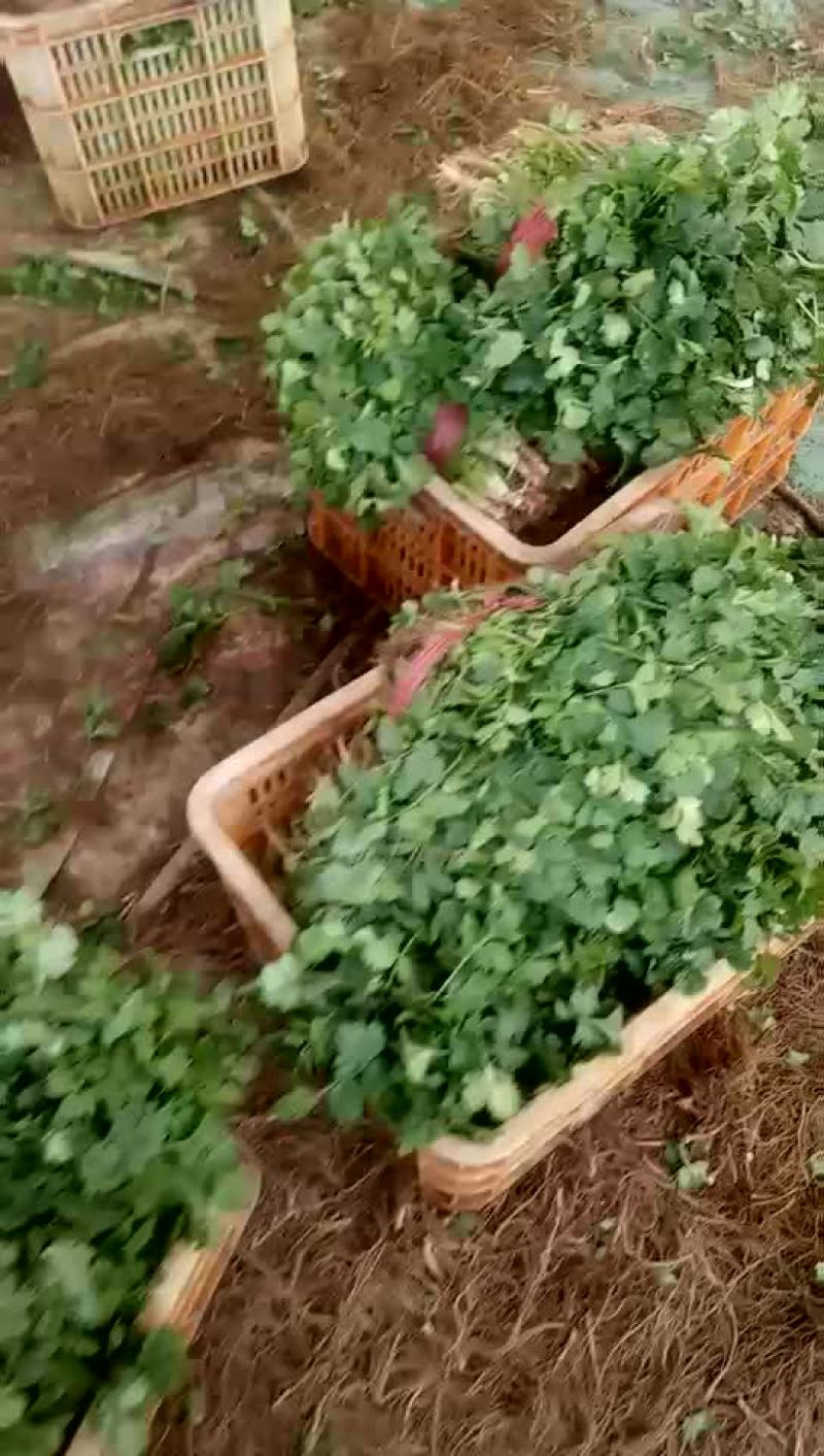 香菜