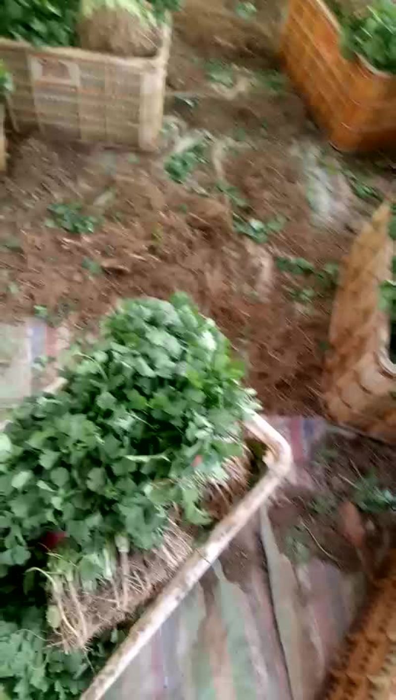 香菜