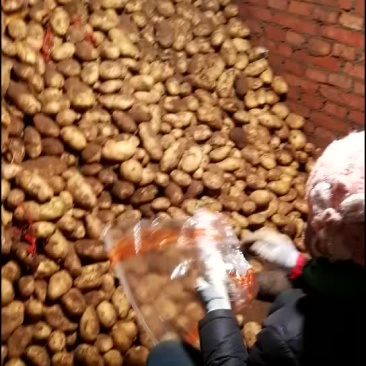 荷兰十五土豆