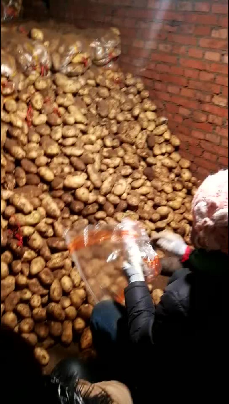 荷兰十五土豆