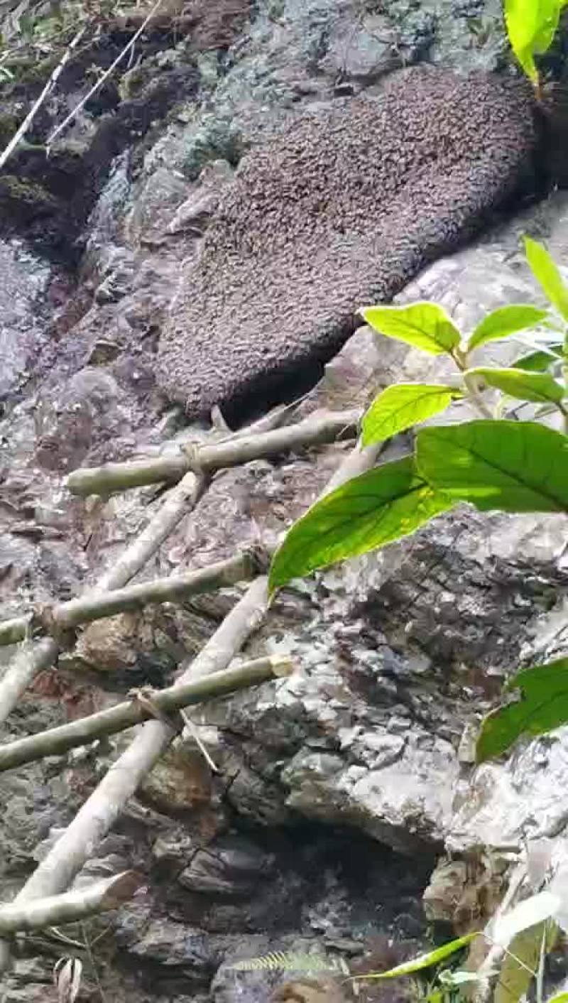 蜂蜜野生崖蜂蜜百花蜜结晶蜜