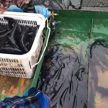 淡水鱼美国斑点叉尾