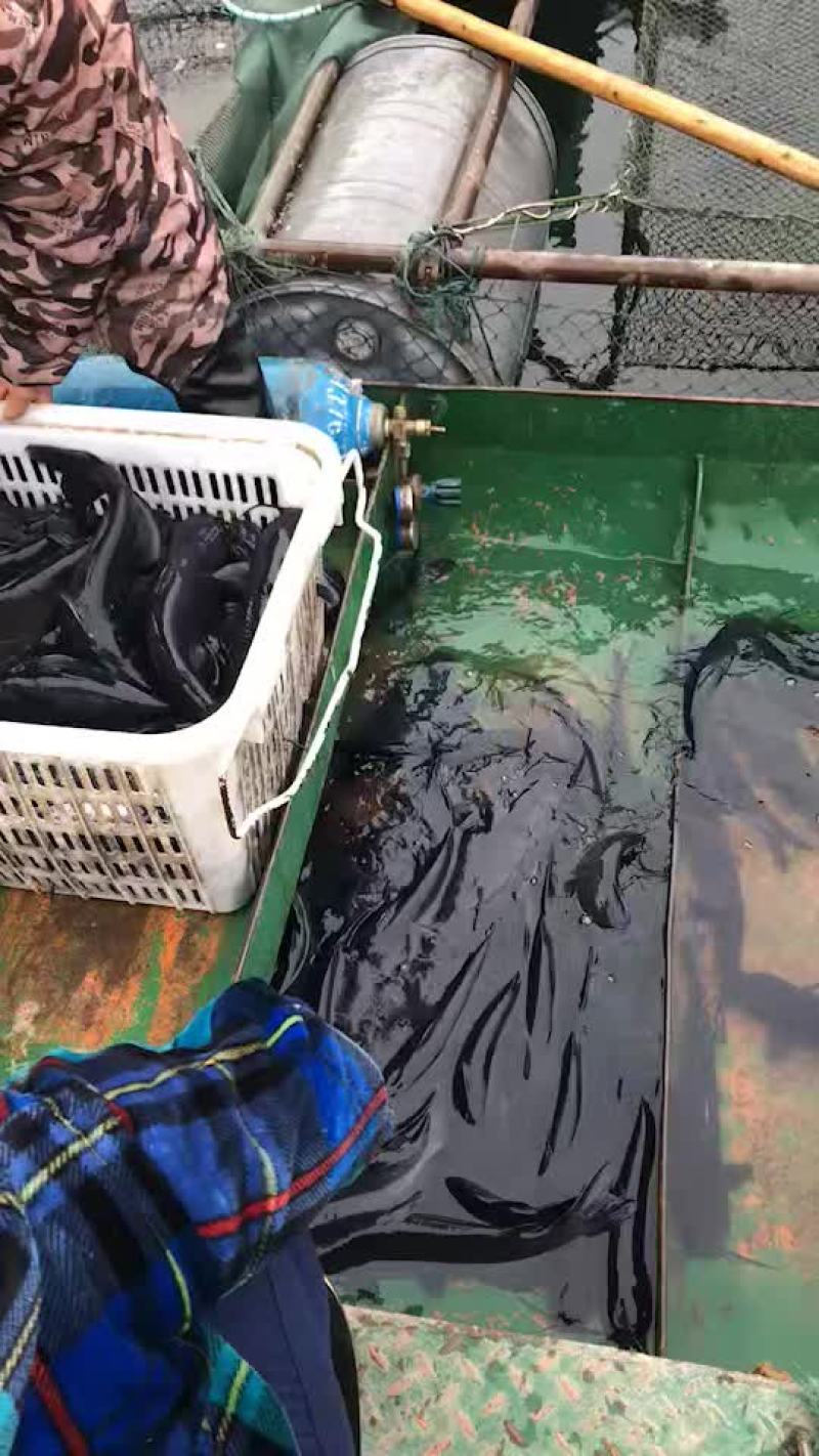 淡水鱼美国斑点叉尾