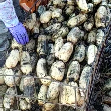 莲藕大量有货
