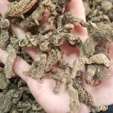缅甸野生三七暂时没货