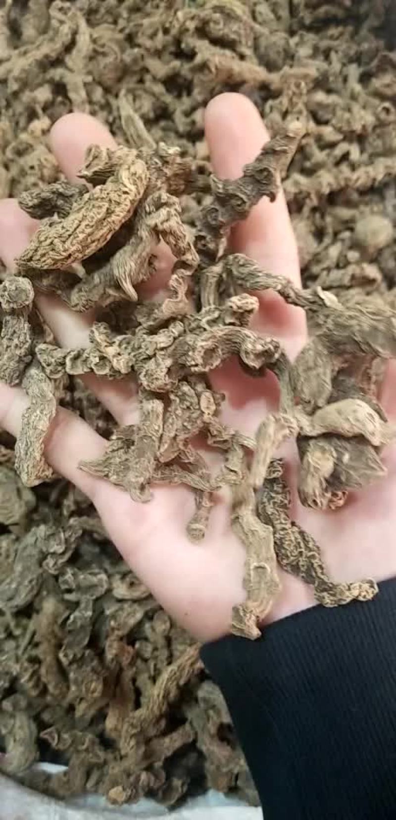 缅甸野生三七暂时没货