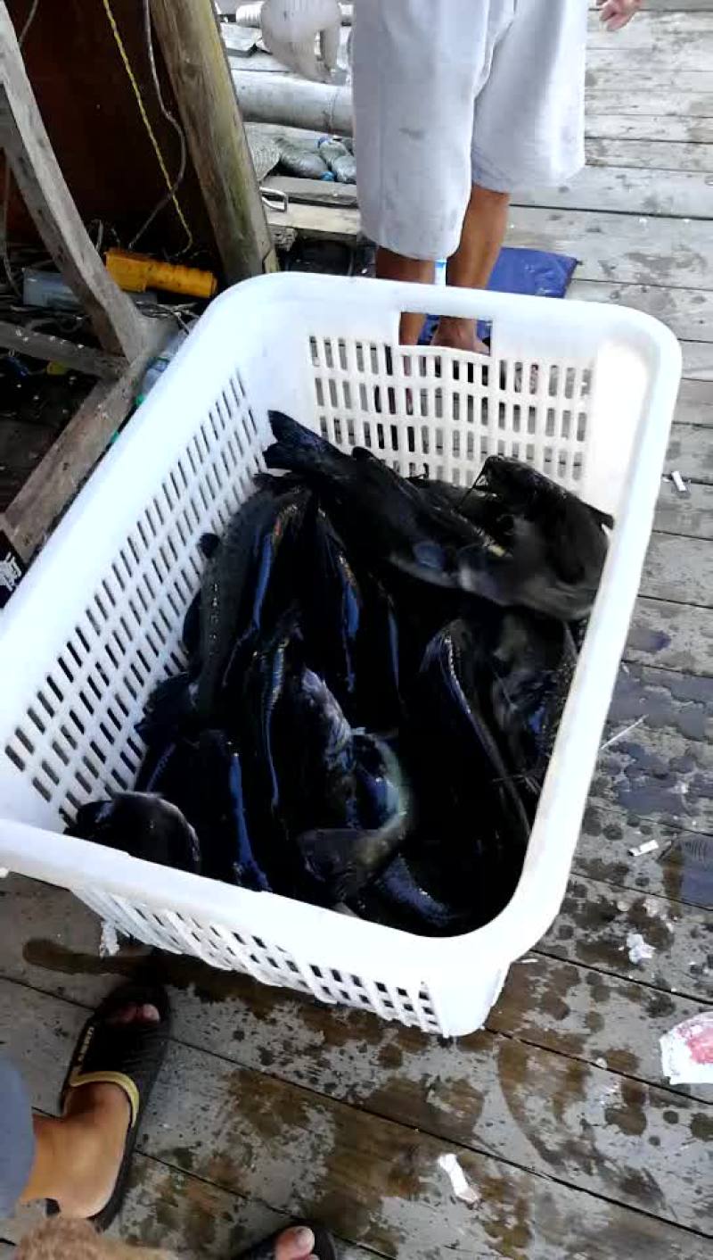 鮰鱼