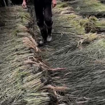 细叶芒，花叶芒，晨光芒，班叶芒，