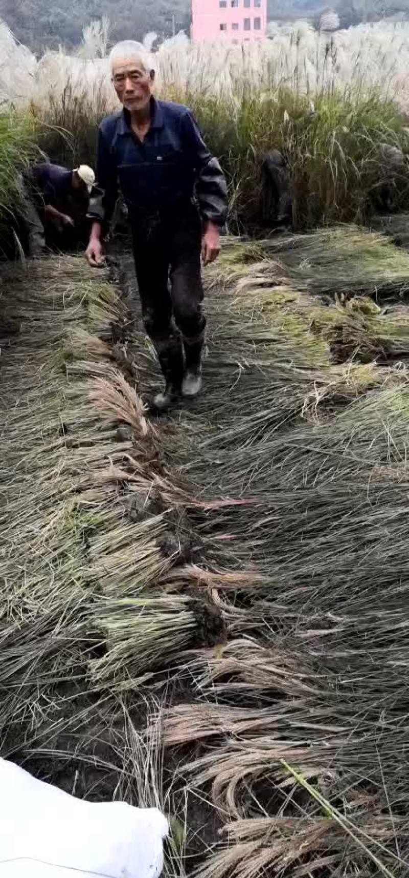 细叶芒，花叶芒，晨光芒，班叶芒，