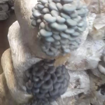 平菇菌棒