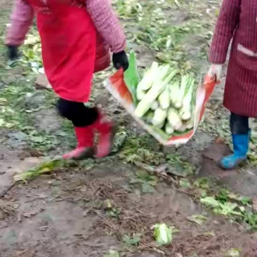 青皮花叶棒菜