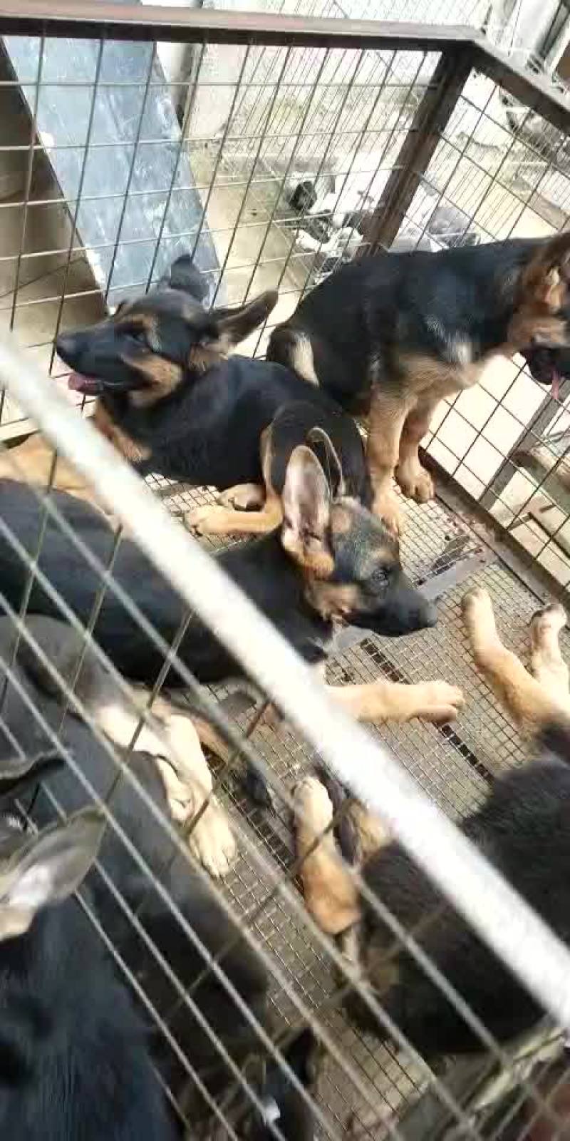 德国牧羊犬放牧好帮手牧羊犬精品德牧犬任意挑选