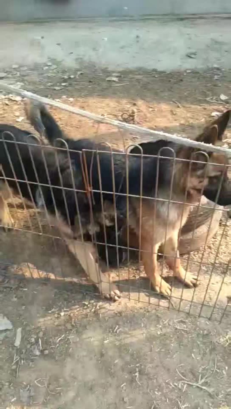 德国牧羊犬放牧好帮手牧羊犬精品德牧犬任意挑选