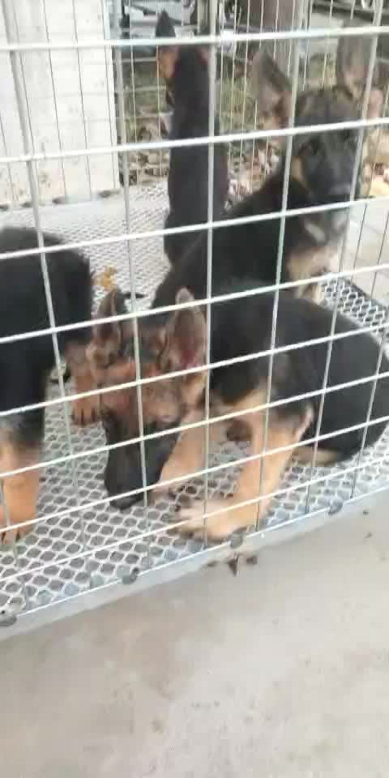 德国牧羊犬放牧好帮手牧羊犬精品德牧犬任意挑选
