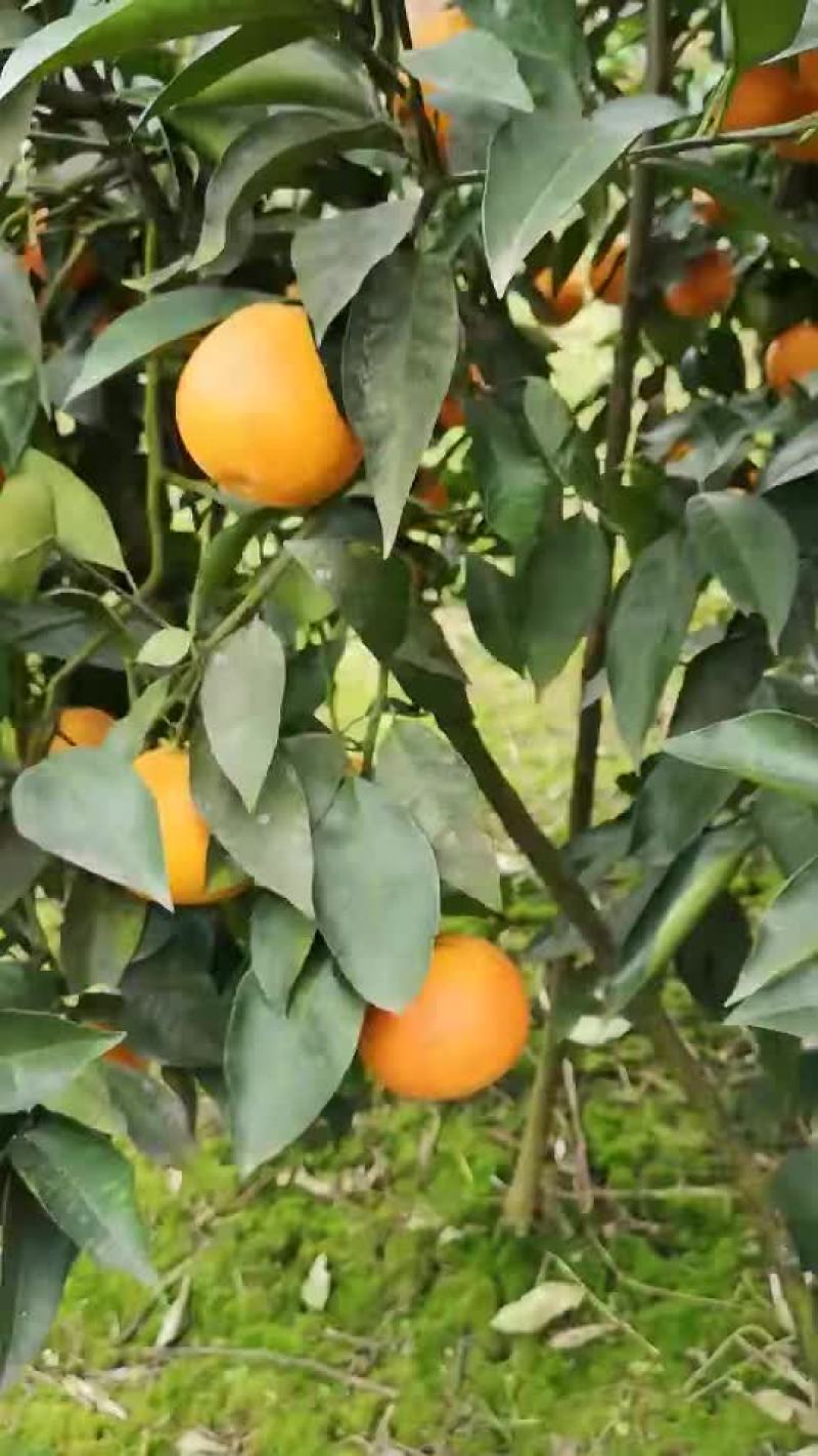 长寿湖血脐