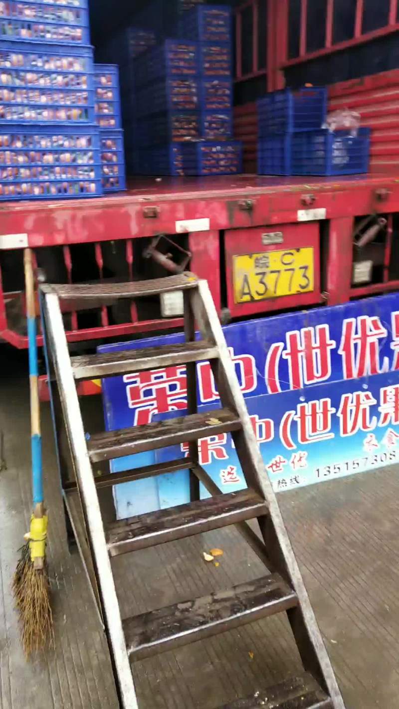 砂糖橘