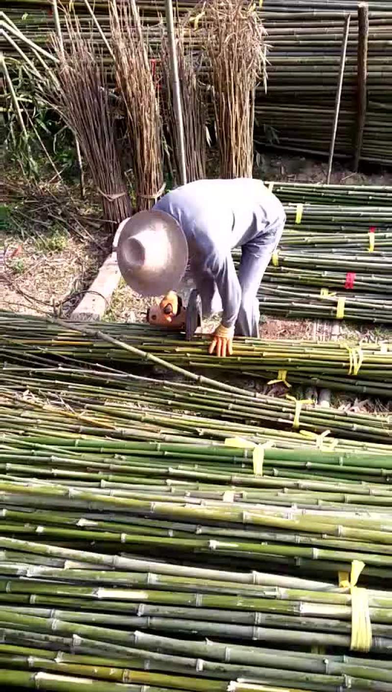 竹子