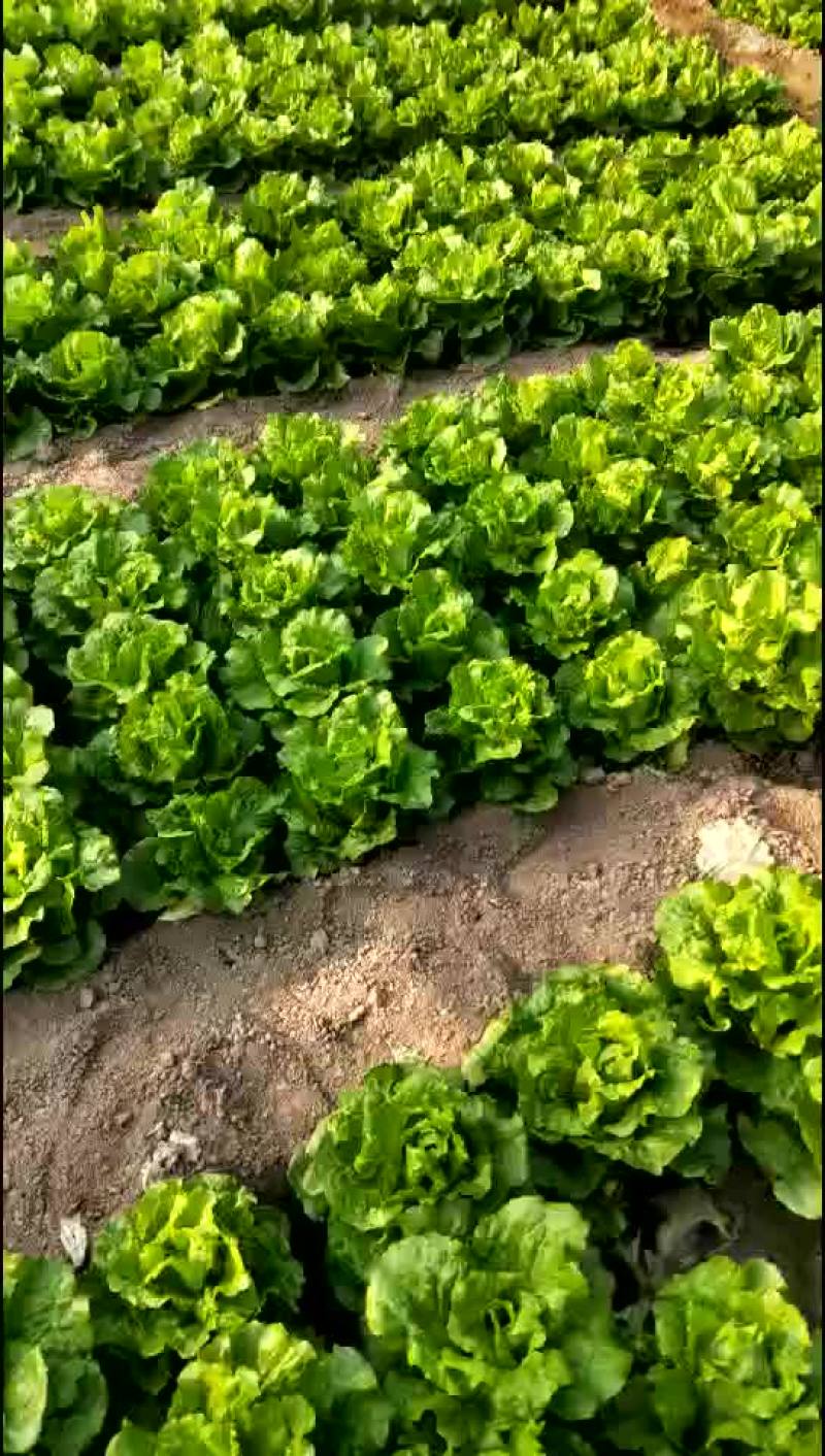意大利生菜