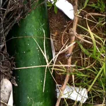 冬瓜