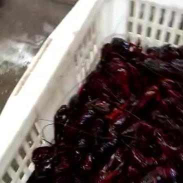 龙虾