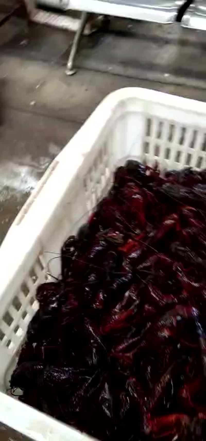 龙虾