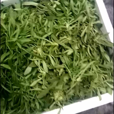 面条菜