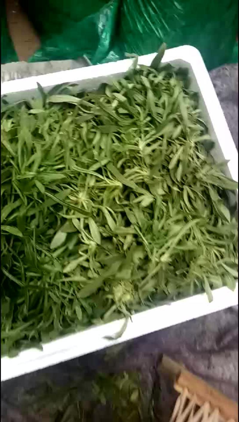 面条菜