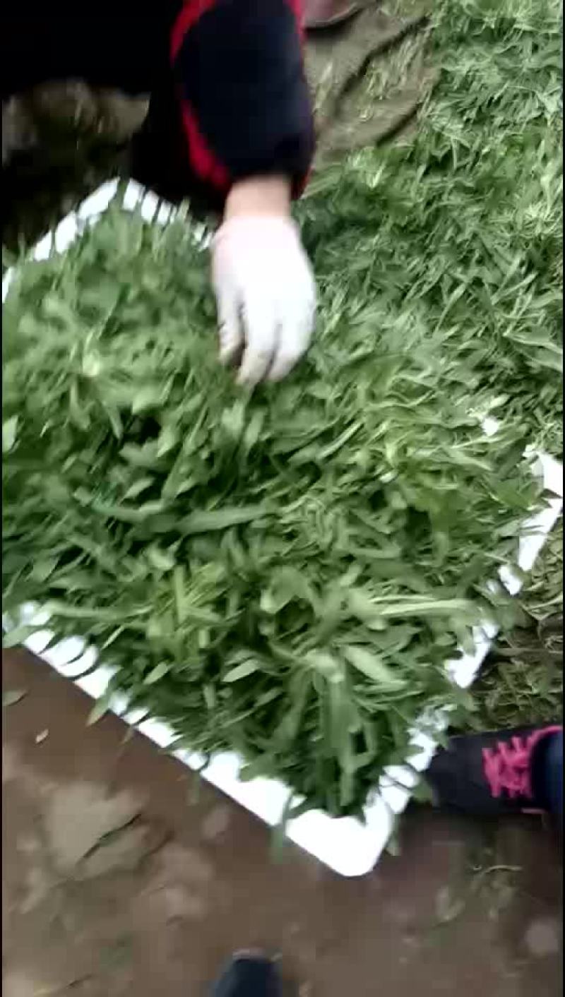 面条菜