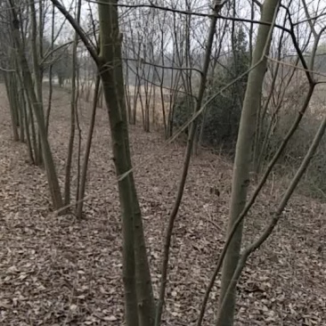 丛生朴树