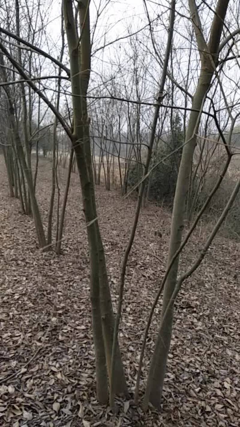 丛生朴树