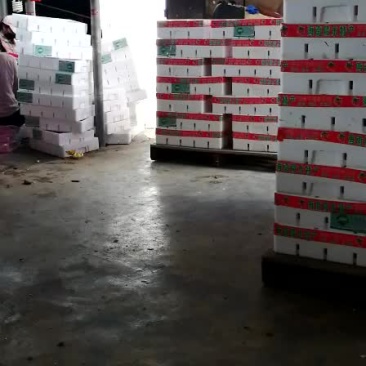 千禧圣女果