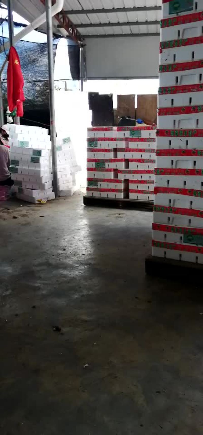 千禧圣女果