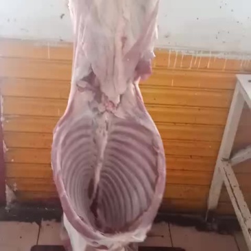 羊白条
