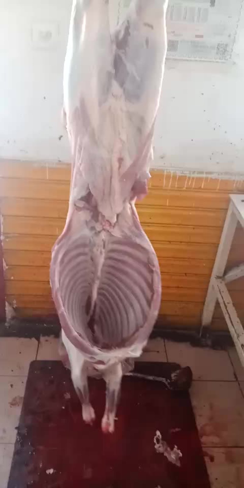 羊白条