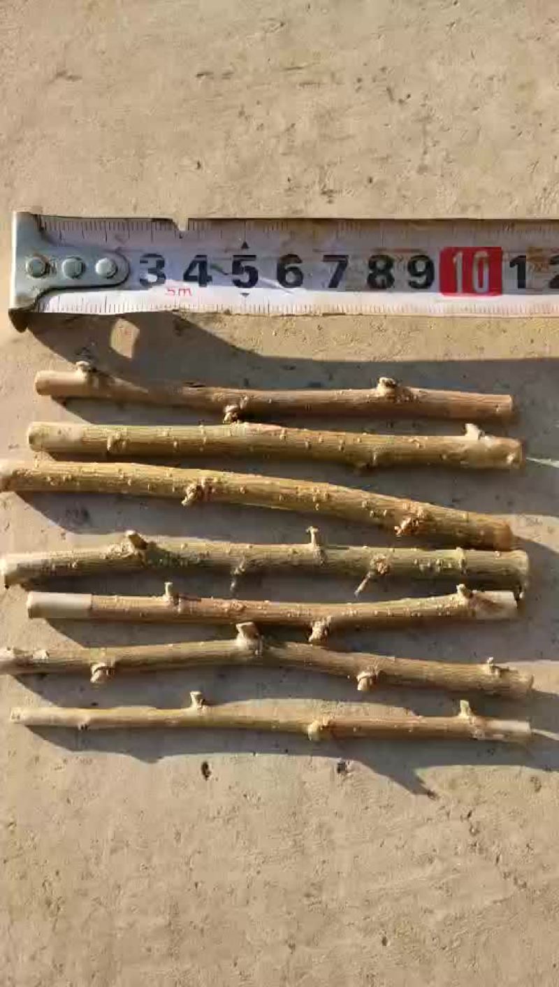 金叶垂榆接穗.垂榆繁育种条