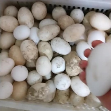 需要商品蛋的联系