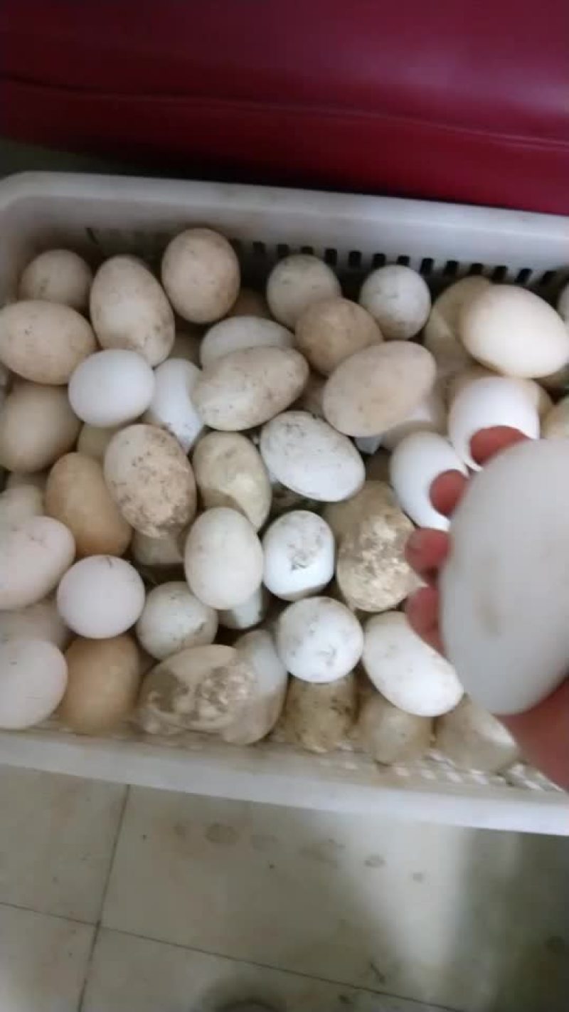需要商品蛋的联系