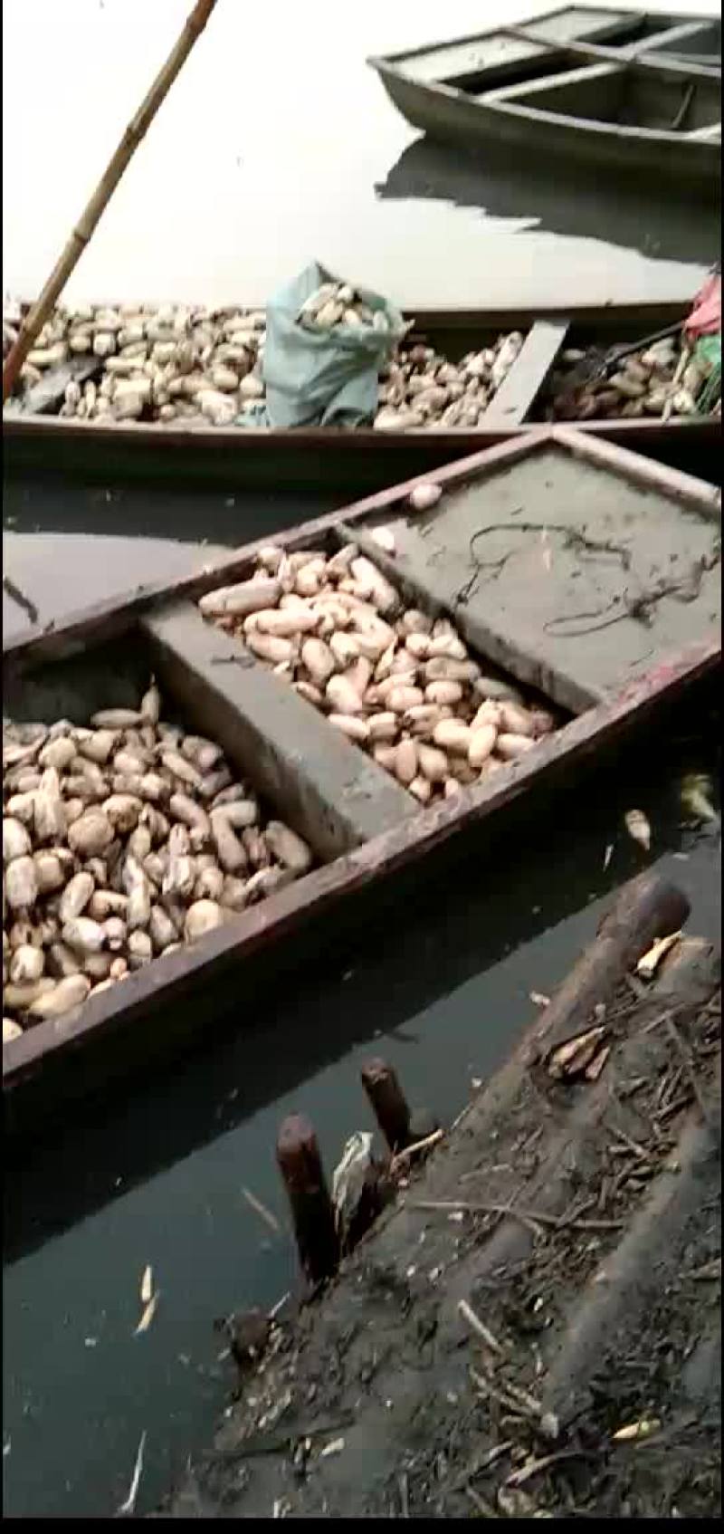 鄂莲6号大藕当小藕卖，要的提前联系！