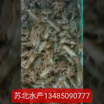 小龙虾种苗，抱卵虾人工培育