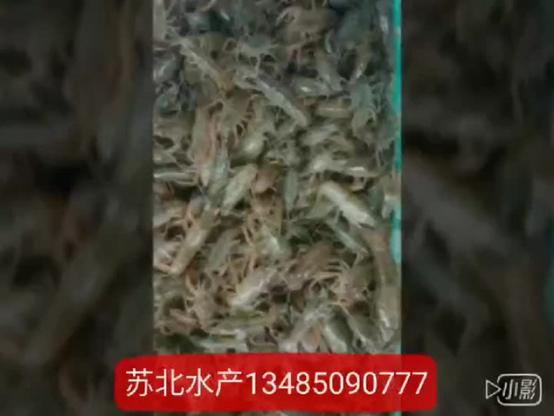 小龙虾种苗，抱卵虾人工培育