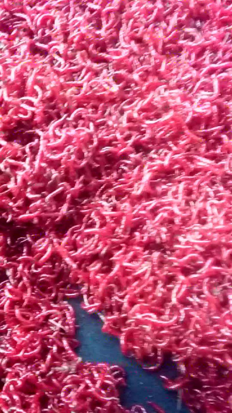 红虫