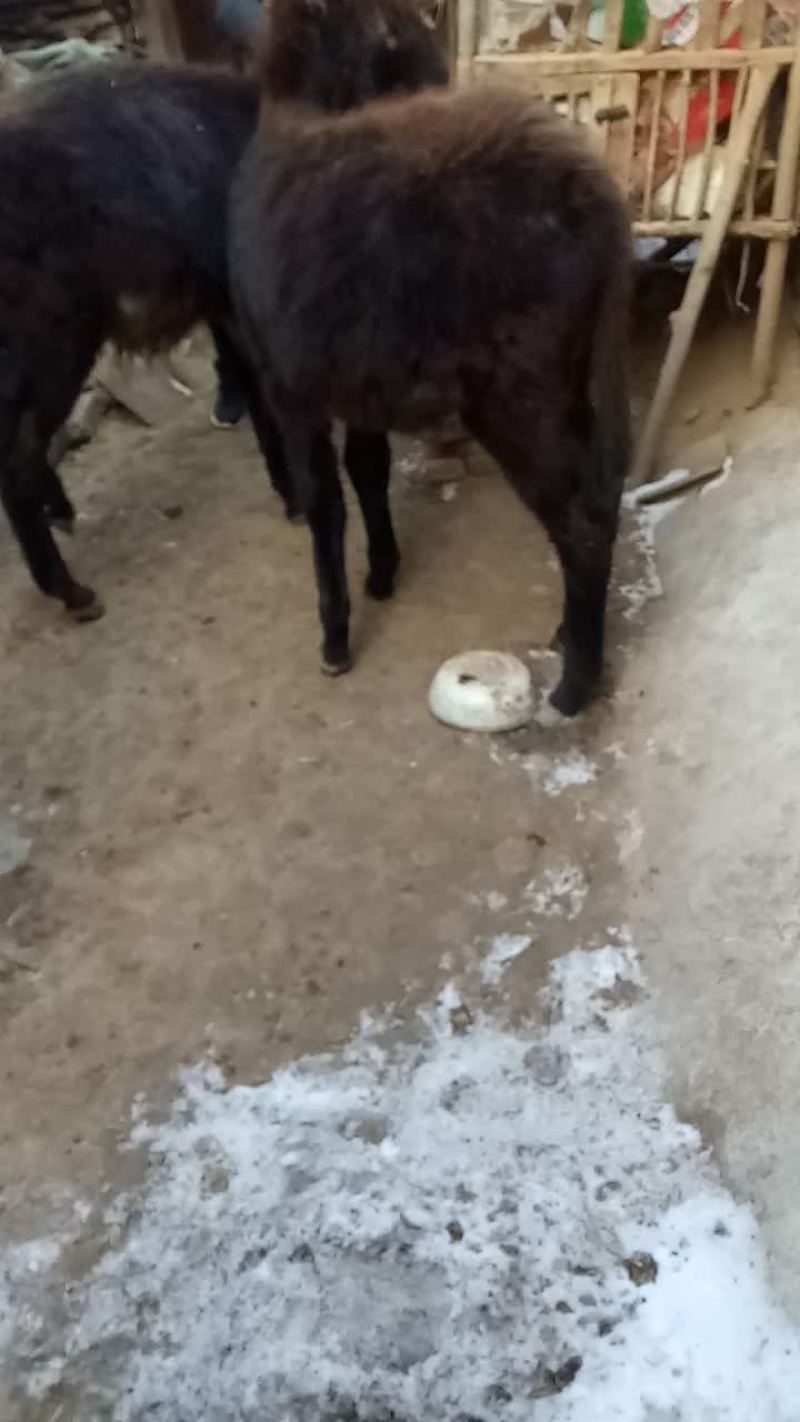 小驴
